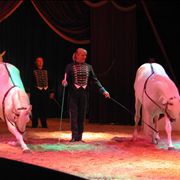 Picture Of Circus Horses Trainer