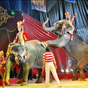 Picture Of Elephant Act