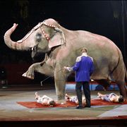 Picture Of Elephant And Circus Girls