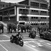 Picture Of Elephants From Cole Brothers Circus 1953