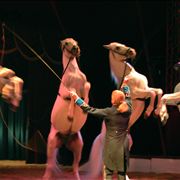 Picture Of Horses Trainer Act